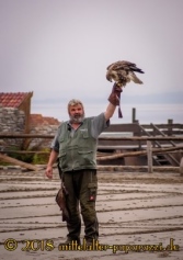 Greifvogelschau-Ralswiek Rügen 2018